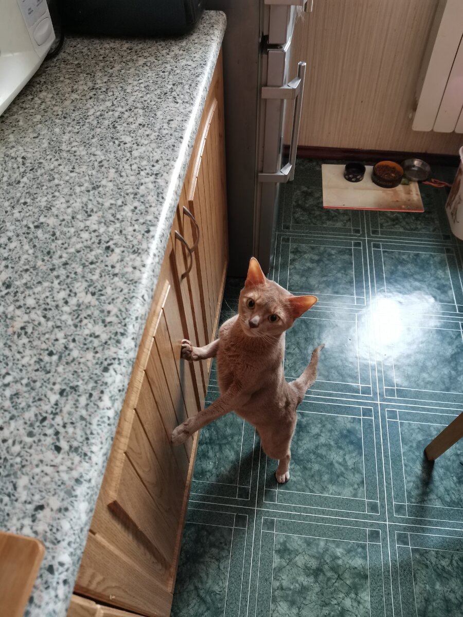 Что ешь? Дай мне