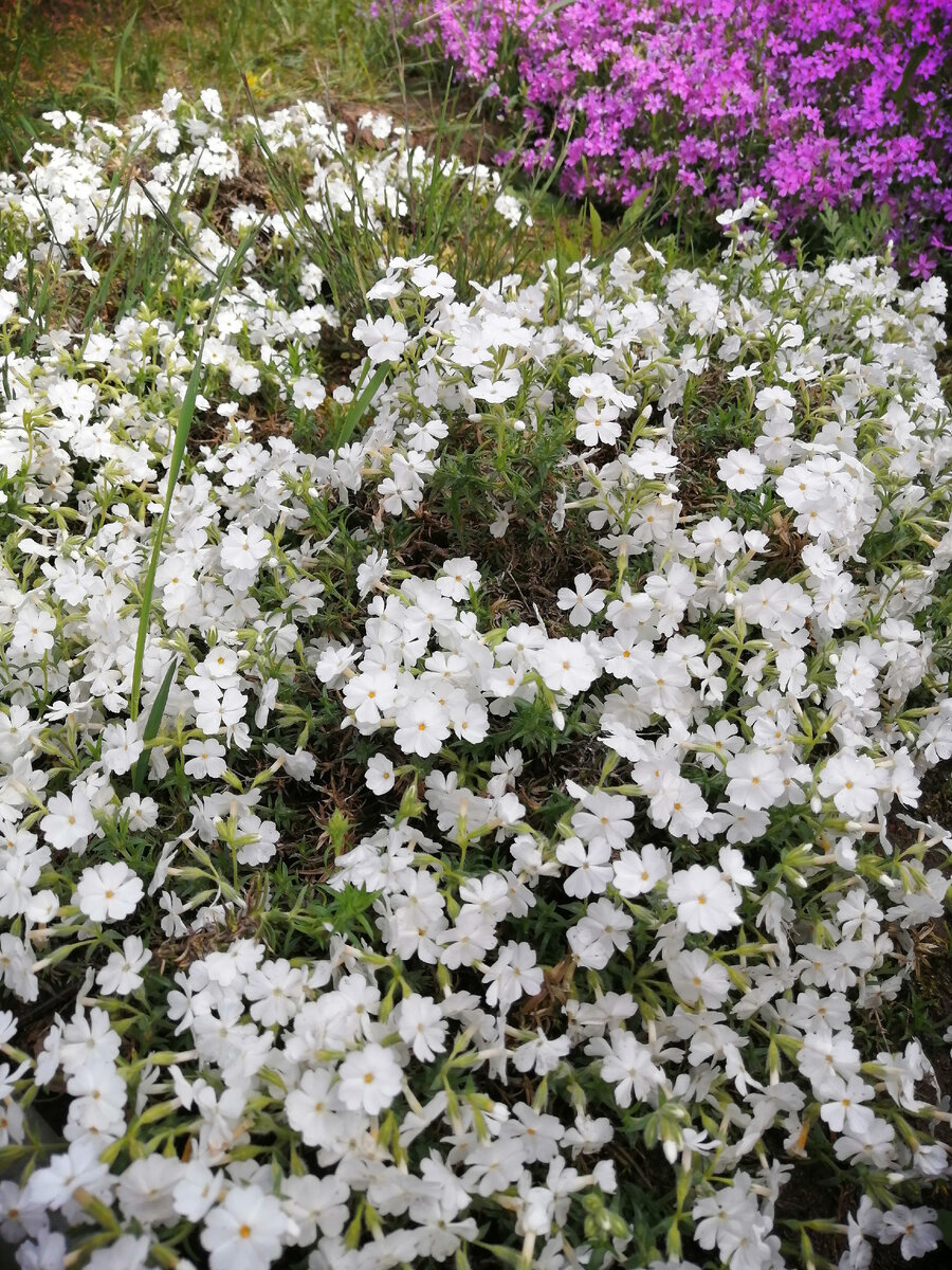 Белый шиловидный флокс. 