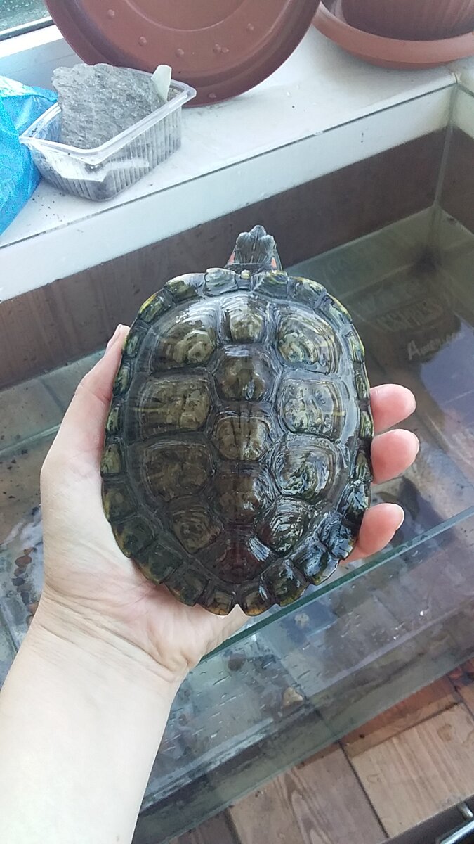 Вымахала за 2 года (личное фото)