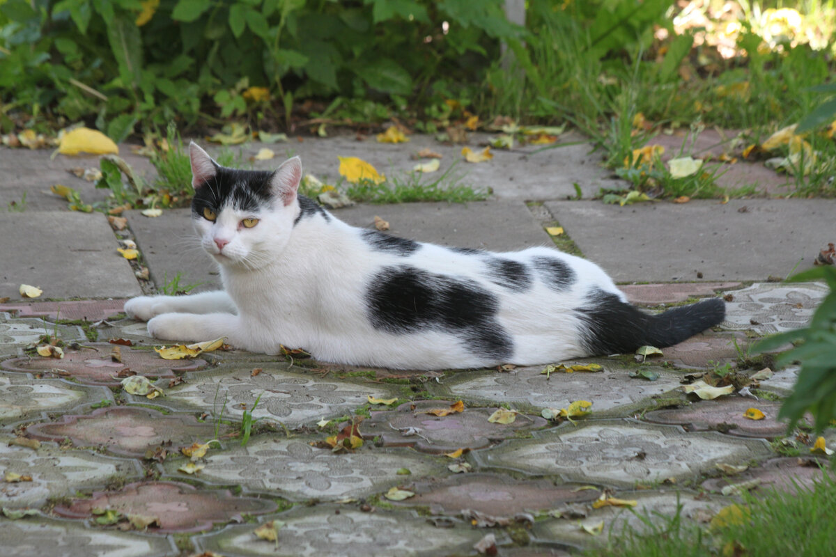 Кошка Саби. Фото автора