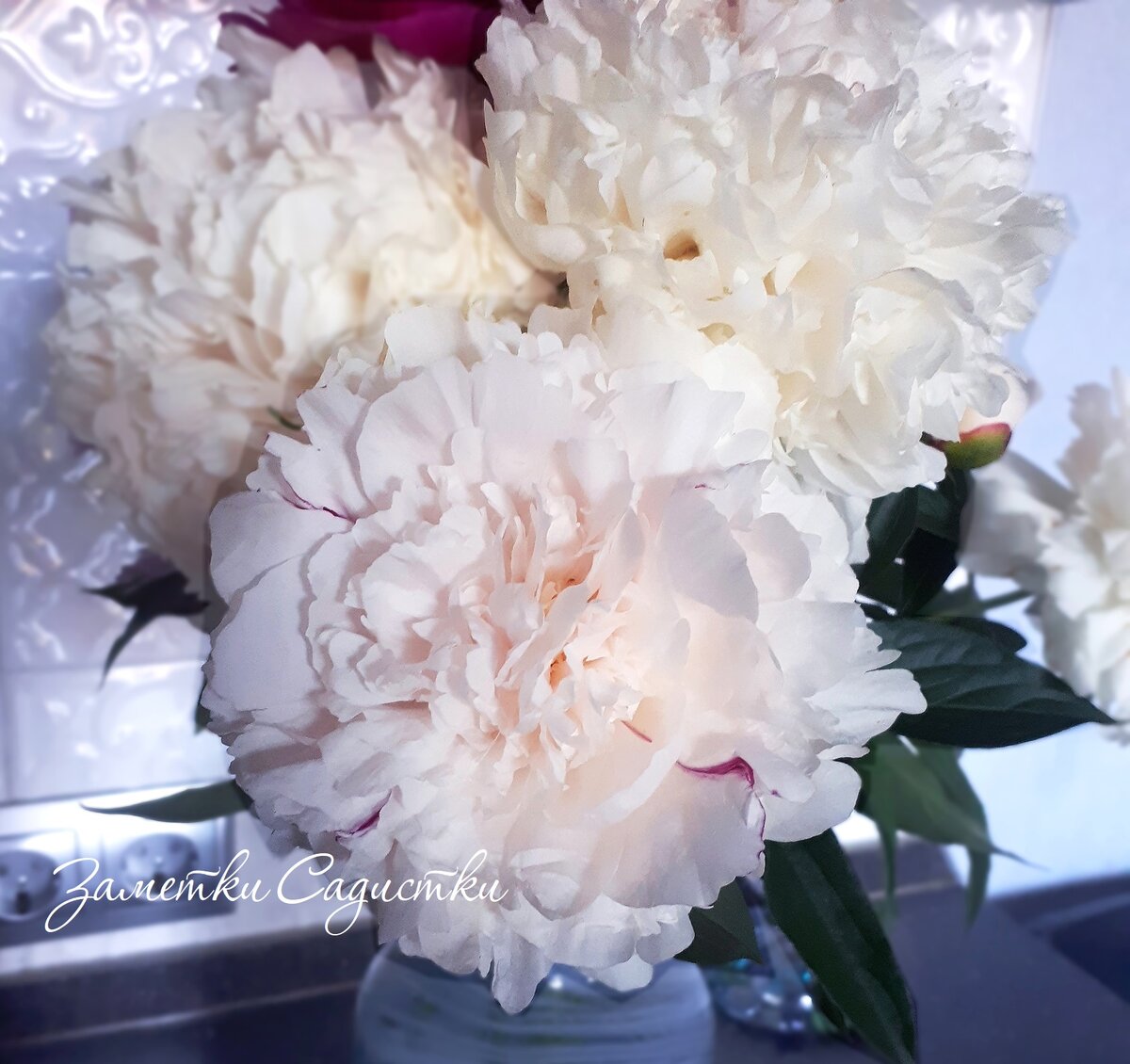 Чем подкормить пионы для пышного цветения