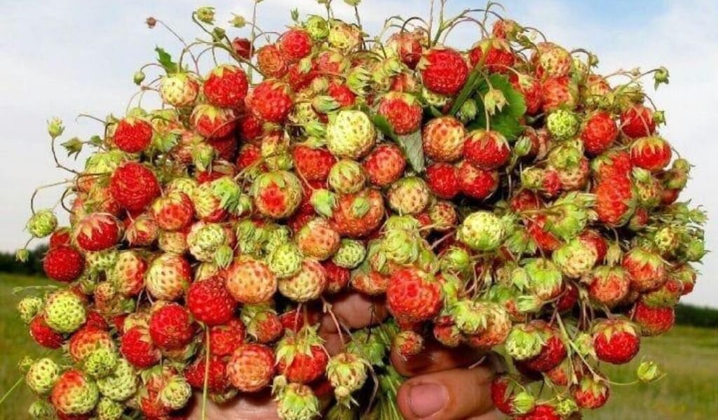 Символ молодости и красоты - земляника. На здоровье!