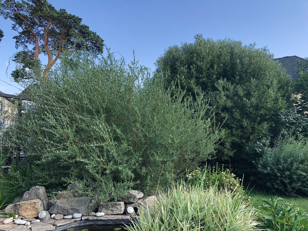 Ива ломкая шаровидная на дальнем плане, Маяк на переднем, справа Нана