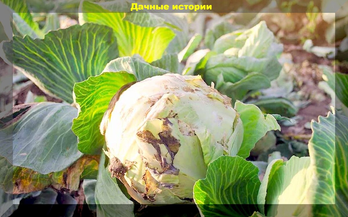Почему не завязалась капуста белокочанная. Мягкой гнили капусты. Гнилой капуста и свежий картинки для детей. Почему пекинская капуста гниёт при вегетации. Посадка пекинской капусты как завязать кочан.