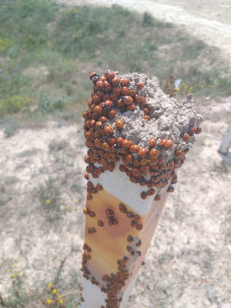 Этим летом божьи коровки буквально засыпали Анапу