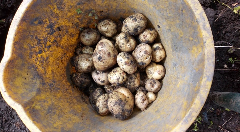  
практически весь картофель дырявый, а внутри сидит упитанный зверь