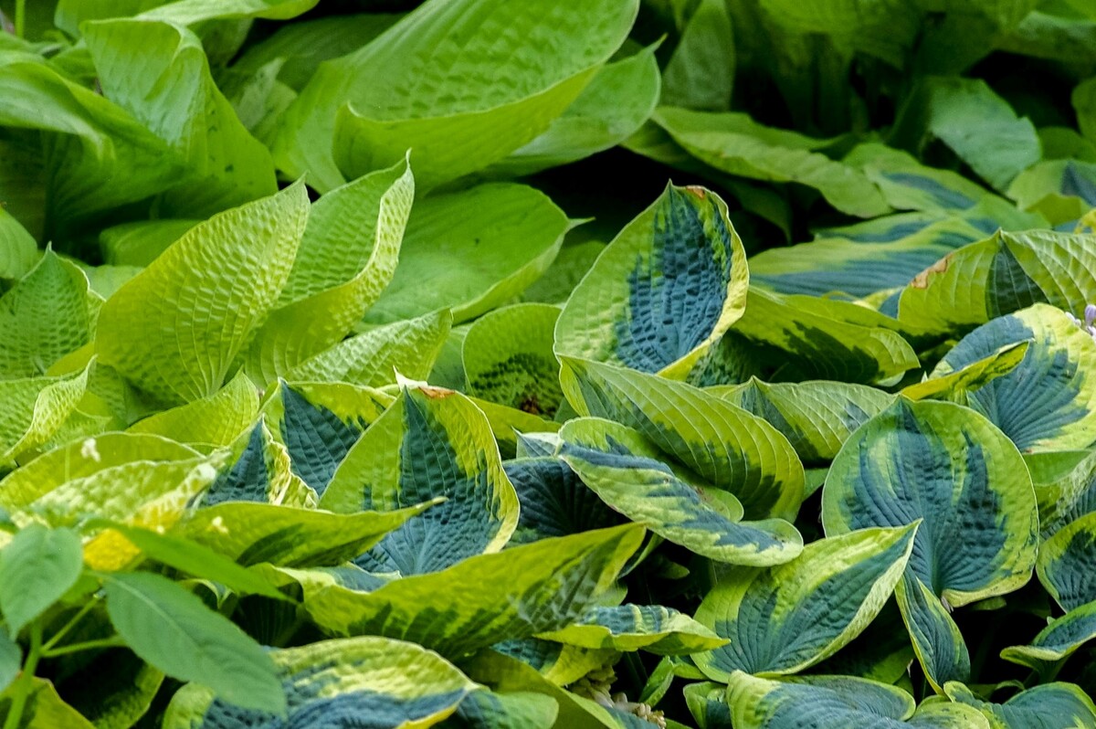 Яркая листва хосты. Фото с сайта unsplash.com