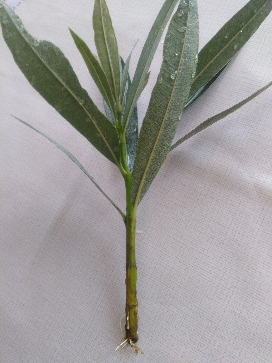 Алеандра...отросток привезла из Алупки, еще в августе...вот только дал первые корешки. 