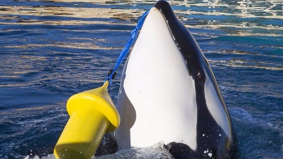 Косатка Вики заговорившая на «человеческом языке» 