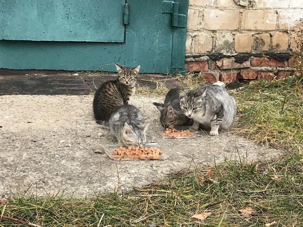 Все котята, как две капли воды, похожи на мамочку.