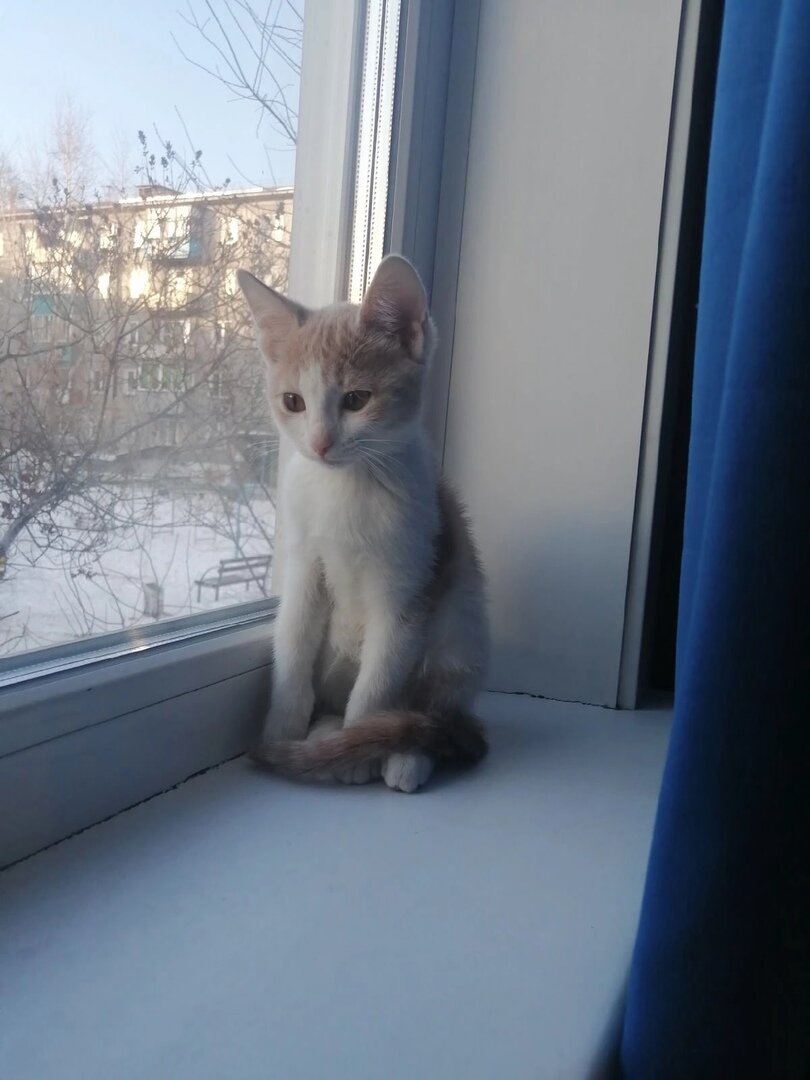 Котёночек