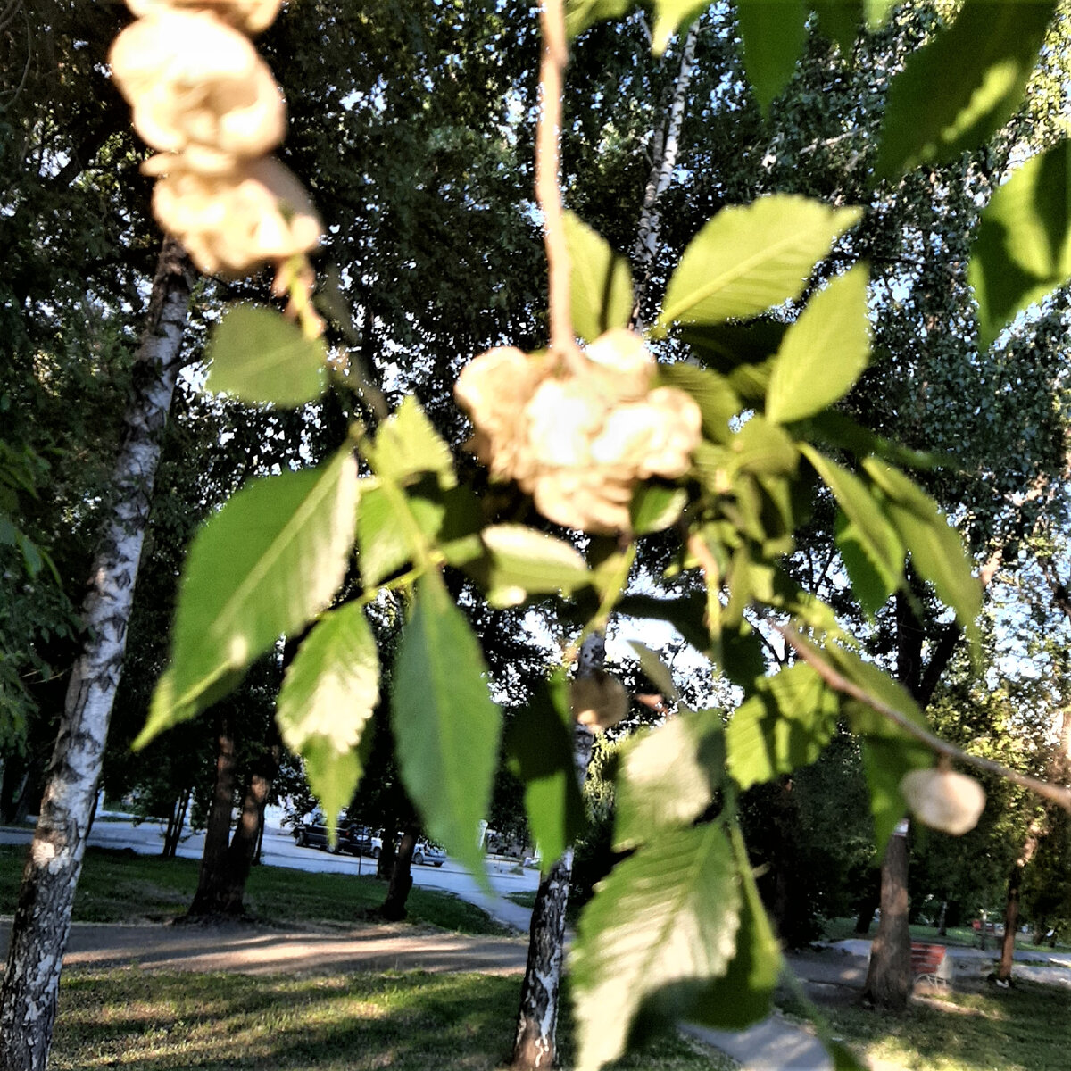 цветочки созрели. фото автора