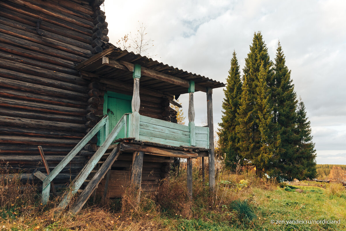 Издалека многоствольную ель можно принять за небольшой лесок