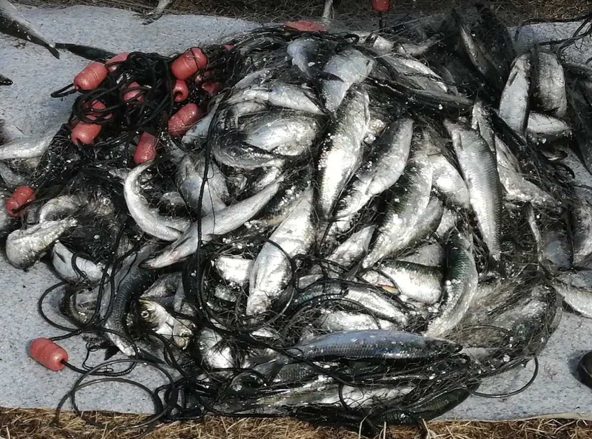 Свежий Соловецкий улов селёдки. // Свято-Троицкий скит // Троицкая губа ///