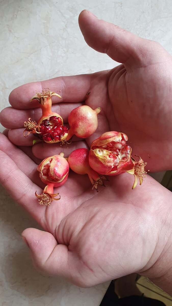 Плоды мини-граната