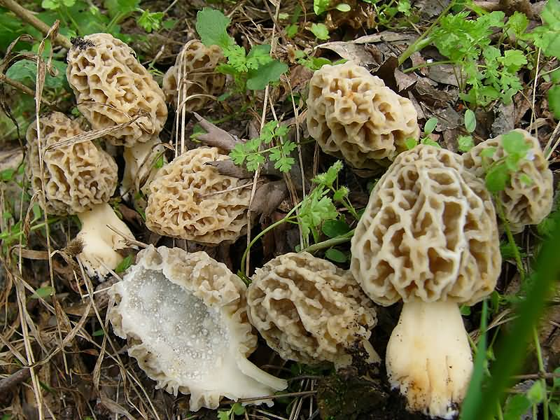 Сморчки грибы. Гриб сморчок обыкновенный. Сморчок Луговой. Сморчок (Morchella).