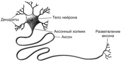 [https://www.grandars.ru/college/medicina/neyrony-mozga.html]