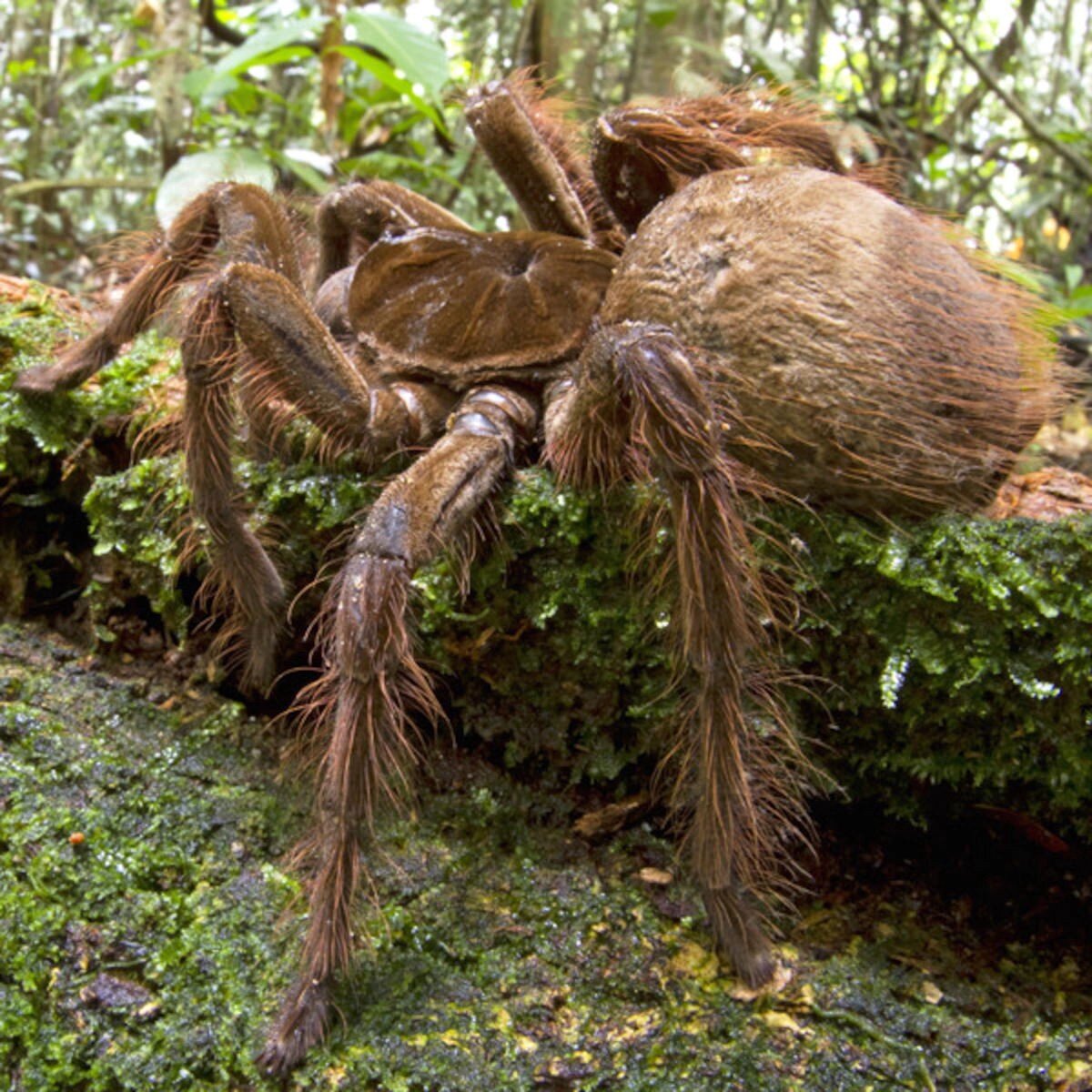 Топ 10 самых больших пауков в мире