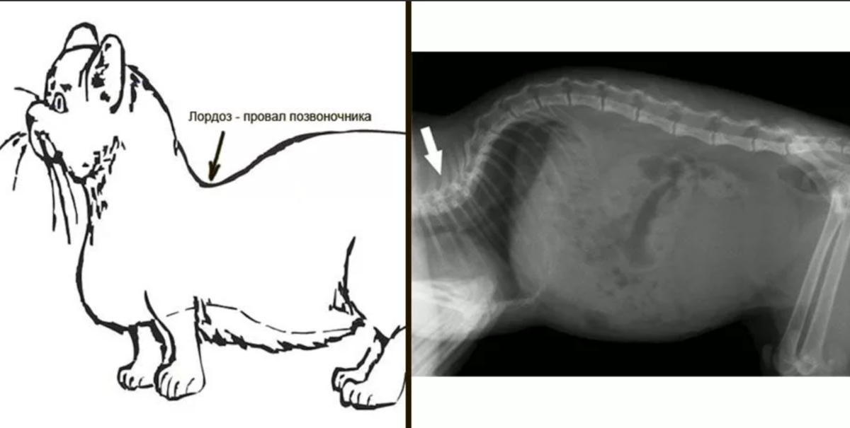 Коте позвоночника. Кифоз позвоночника у кошек. Лордоз грудного отдела позвоночника у собак. Мальформация позвонков у собак.