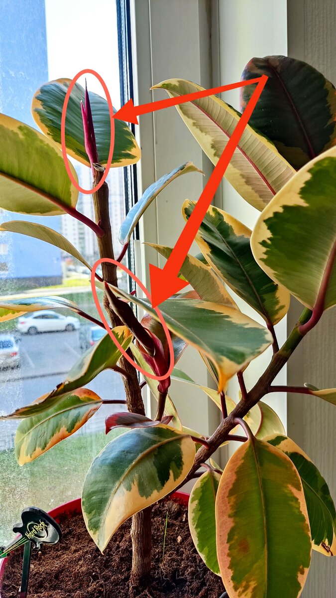 Новые точки роста