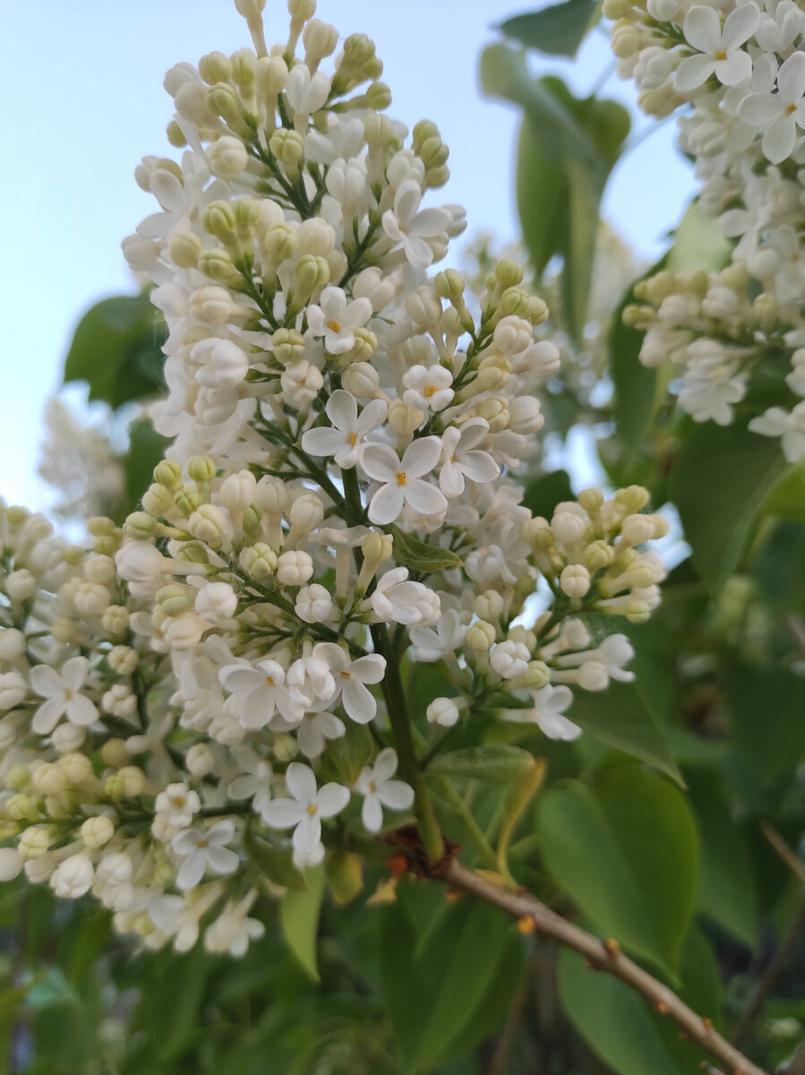 Наконец-то зацвела и у нас сирень.