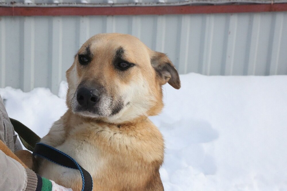 Здесь Монти еще щенок. Ему около 8 месяцев!
