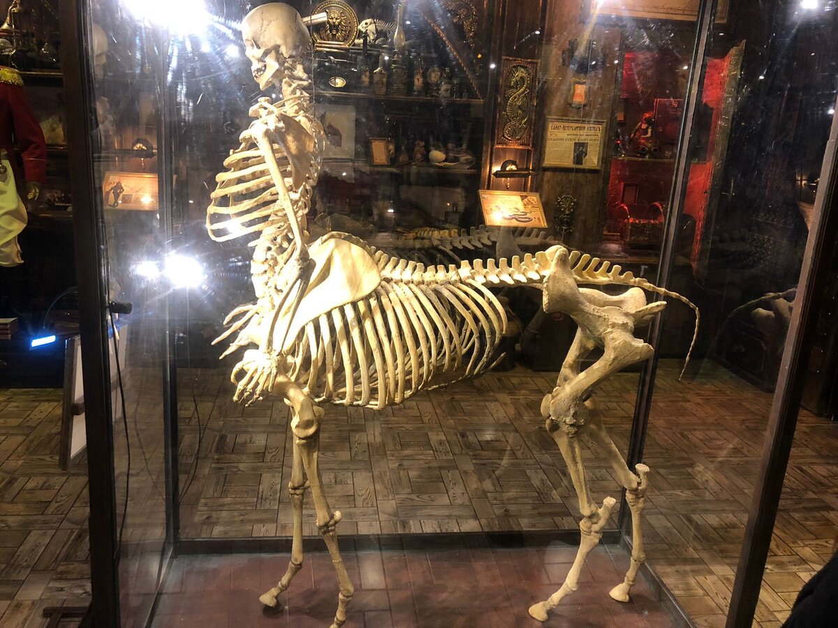Скелет кентавра