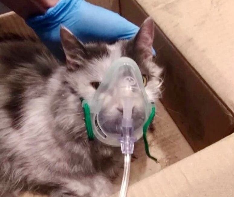 Фото: vk.com/vk_mchs_72