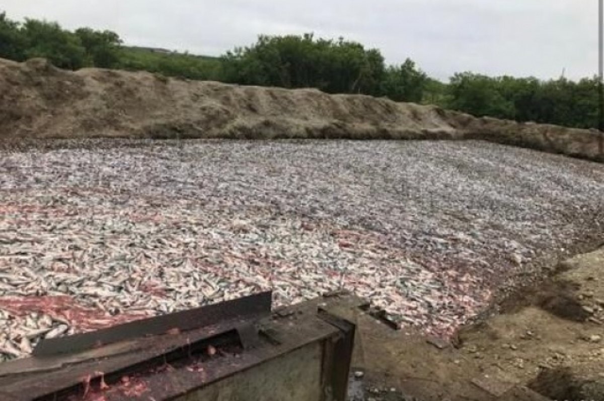    Фотографии рыбных свалок на Камчатке оказались фейком