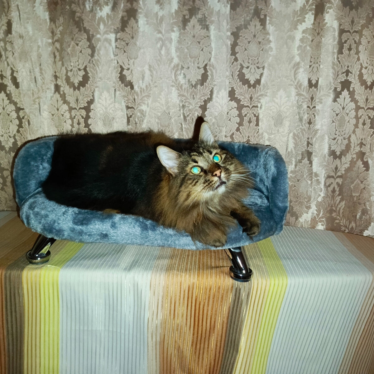 Трон для кота