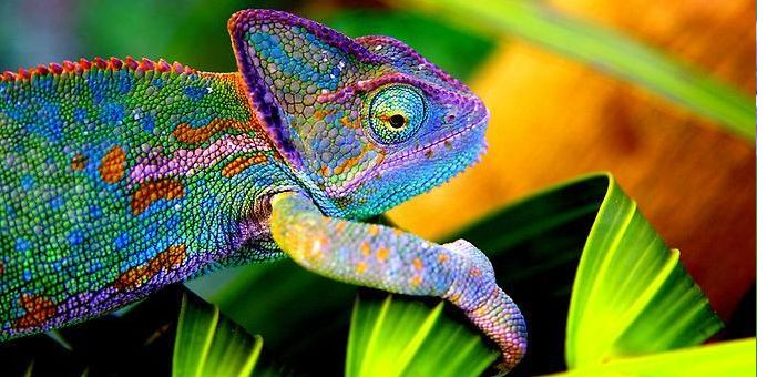 Хамелеоны могут переключаться между различными оттенками, включая зеленый, коричневый, желтый, оранжевый, синий и красный.