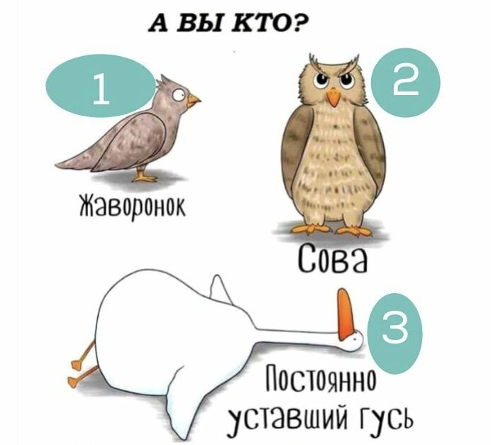 Проект готовый совы и жаворонки