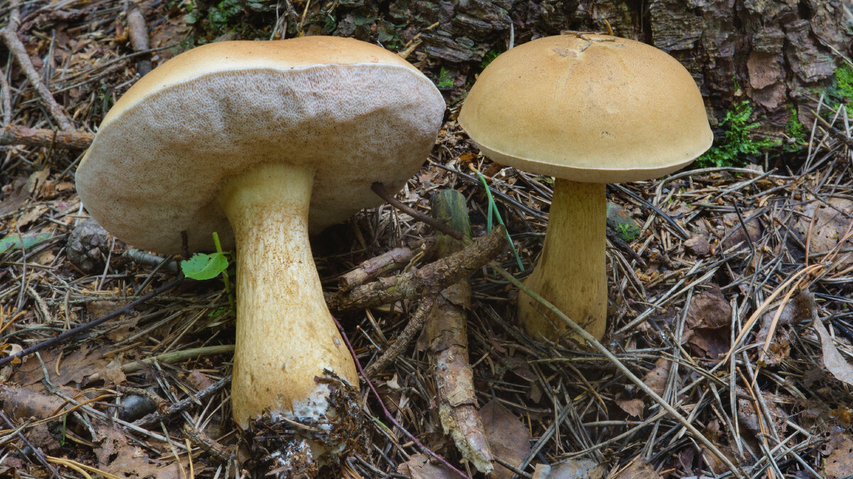 ❌ Желчный гриб (Tylopilus felleus)