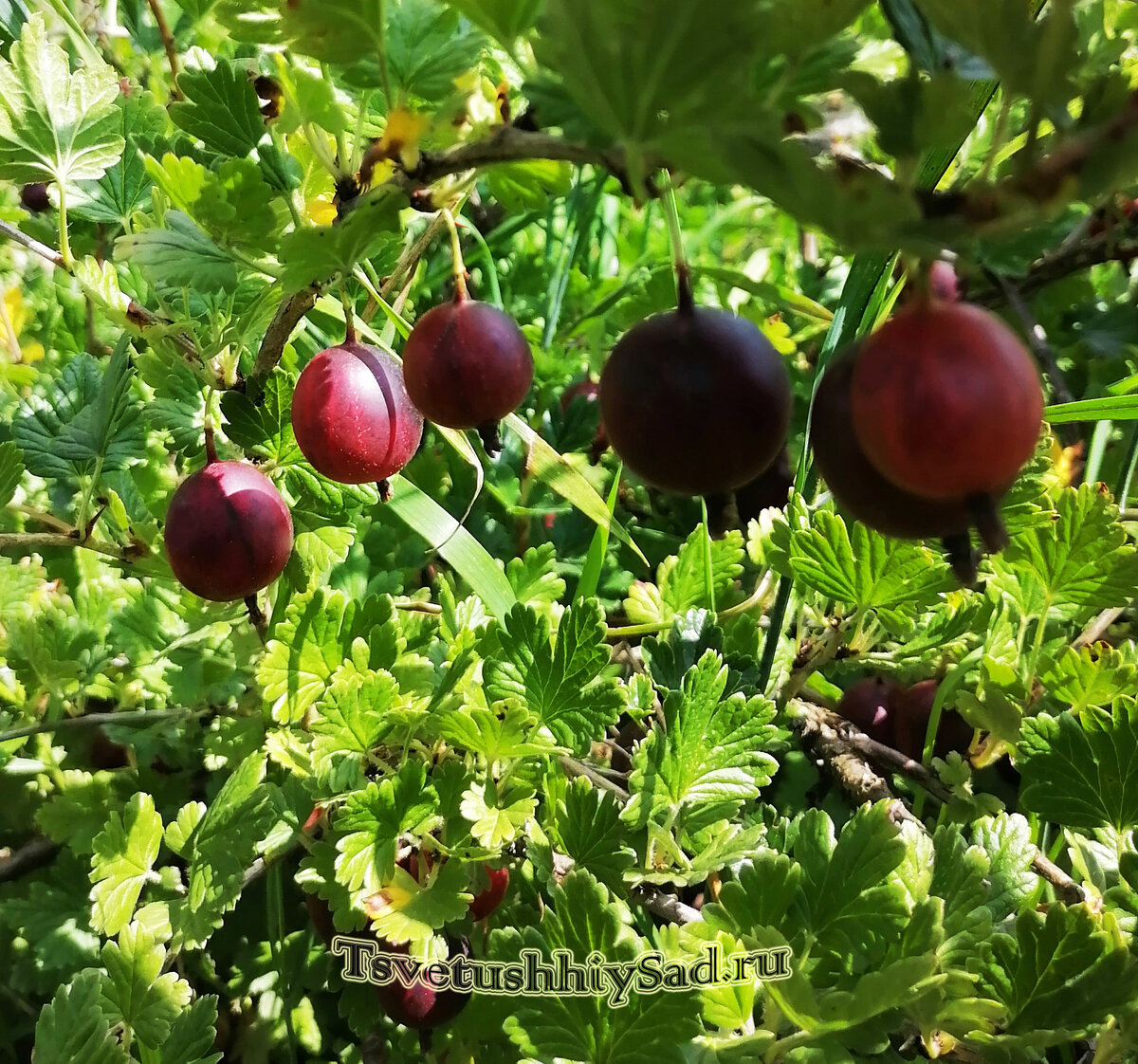 Крыжовник крупноплодный.