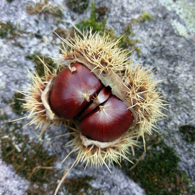 Плод каштана посевного (Castanea sativa)