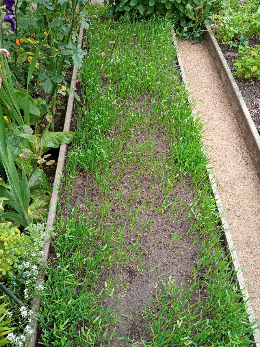 Плешь на переднем плане, скорее всего, оставлена приблудным котейкой, справившим нужду в свежей грядочке.