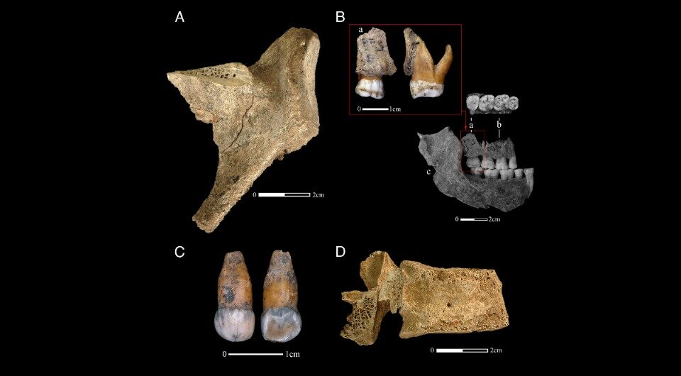   Thibaut Deviese et al. / Proceedings of the National Academy of Sciences, 2021