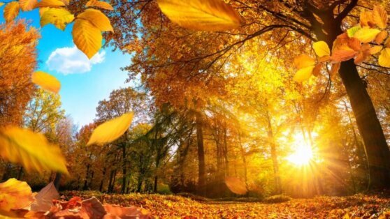    Вильфанд: Московский регион ждет яркая золотая осень Егор Ильяшов