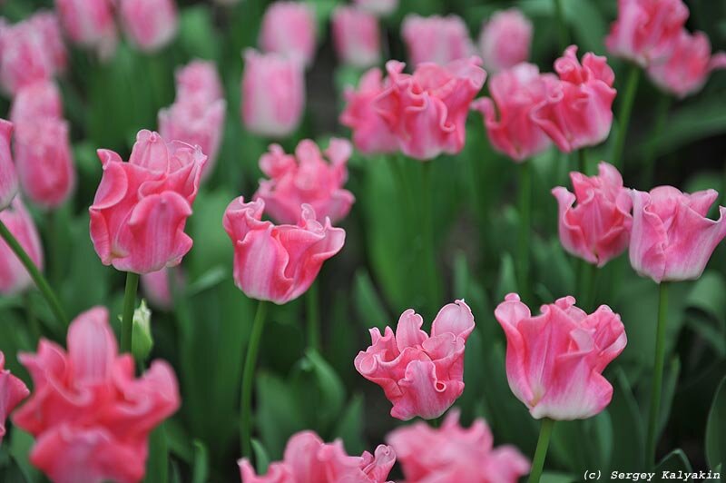 Тюльпан элегант краун фото и описание