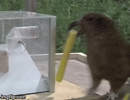 Попугаю даётся это тяжело, причина тому его клюв. Но на помощь идут его лапы