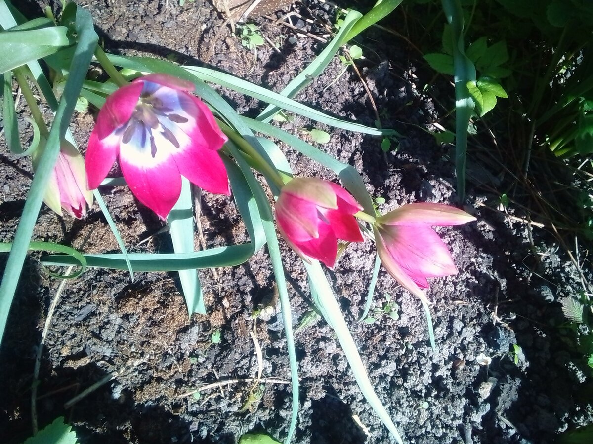 Тюльпан Литтл Бьюти. Фото из моего сада.