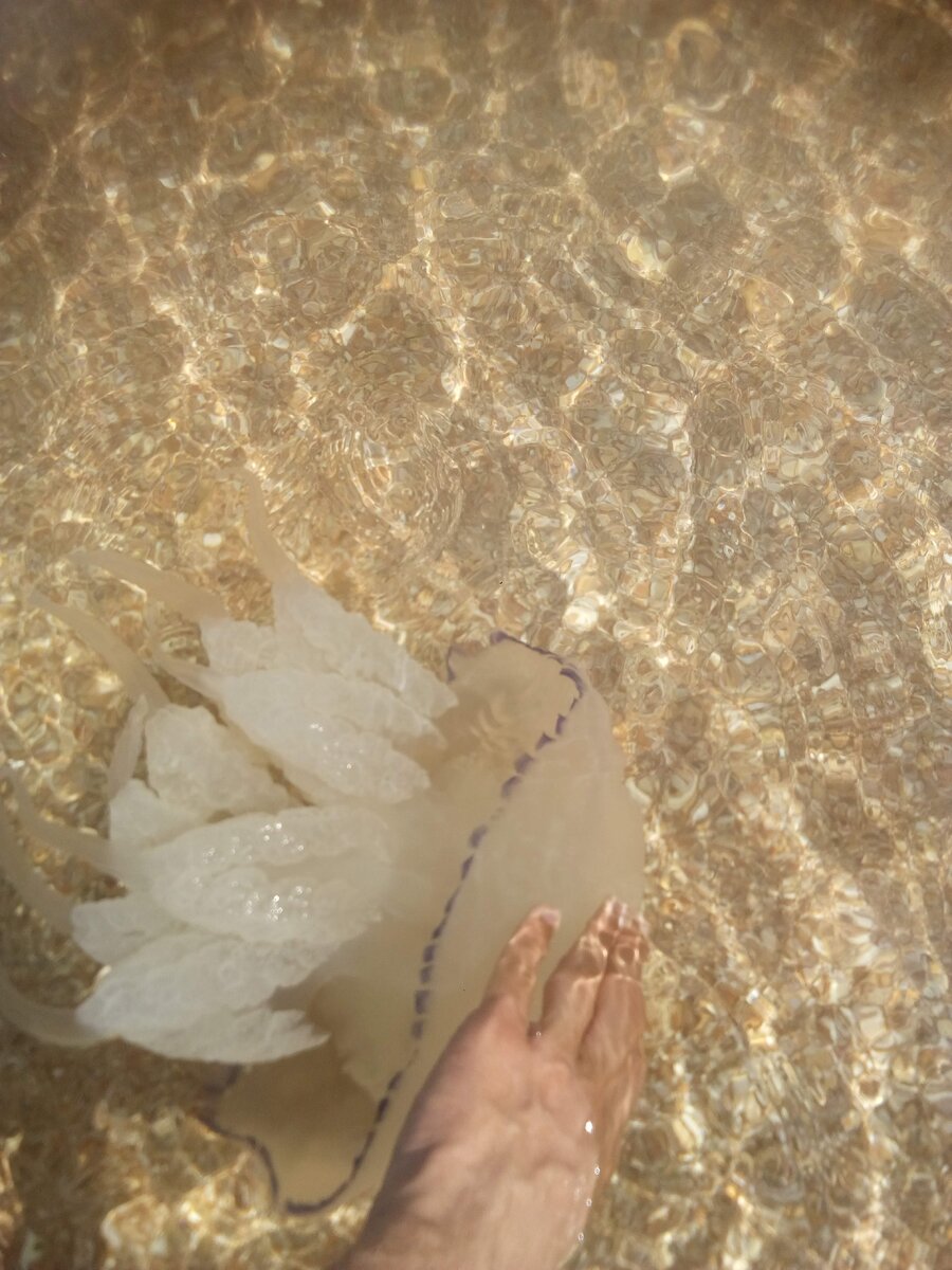 И это ещё не самый большой. Где-то средних размеров.