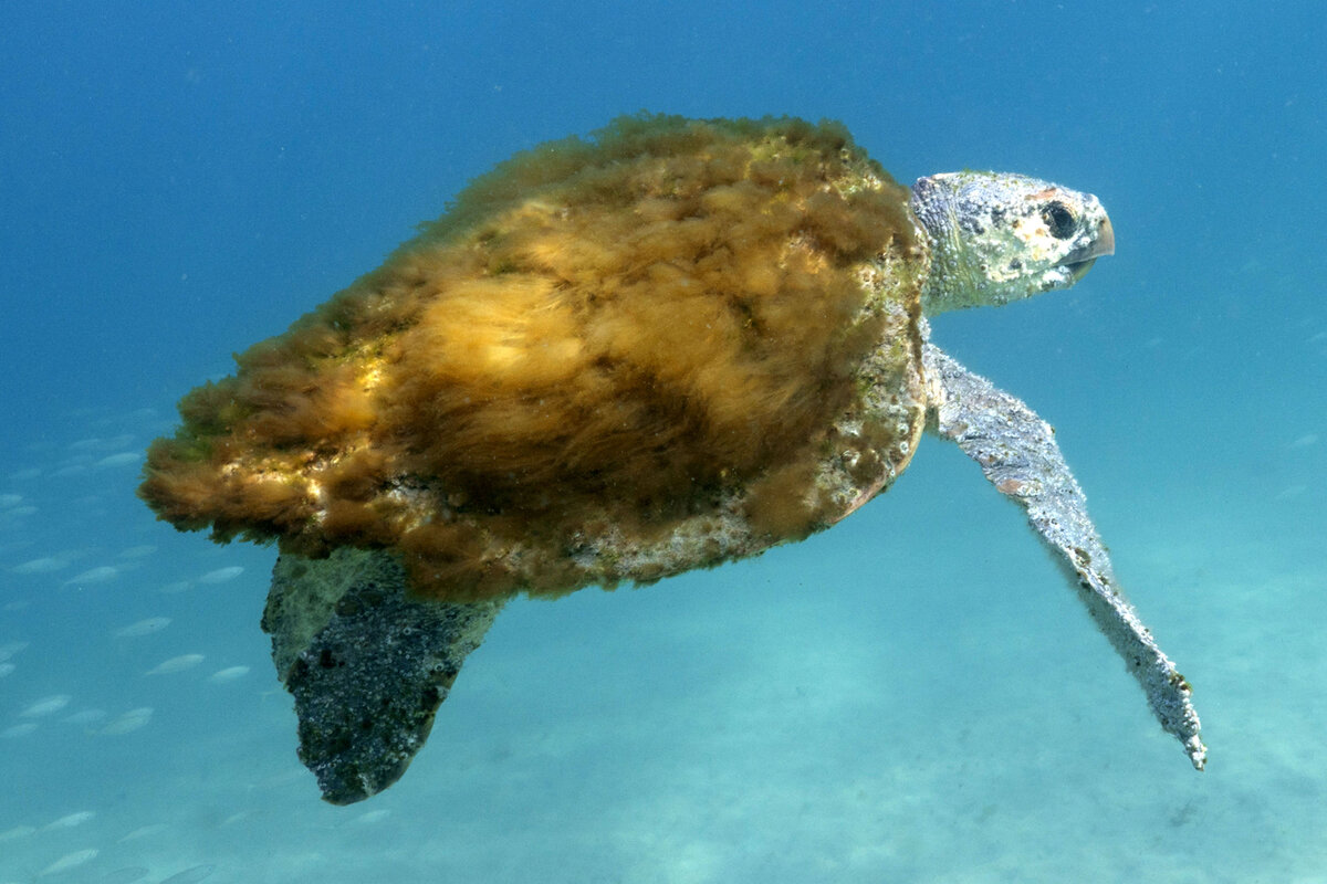 Паразиты на черепахах на панцире. Паразиты на панцире морской черепахи. Наросты на морских черепахах. Наросты на панцирях черепах. Паразиты на морских черепахах.
