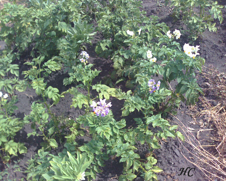 Жук и Червяк. Маленькие огородные истории. Фото Нины Стрелковой.