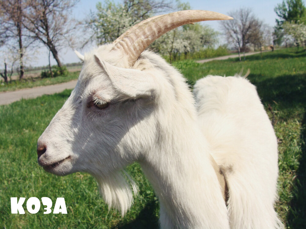 Коза. Белые рога. Блеяние козы. Знаю она коза. Смешная коза.