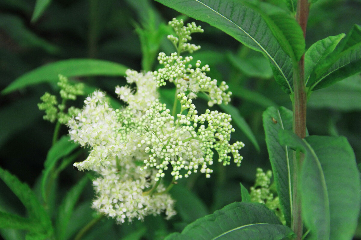 Цветы таволги