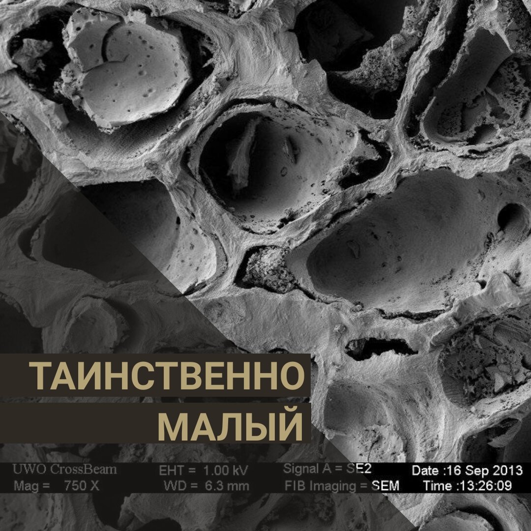 Жаренный кофе под микроскопом