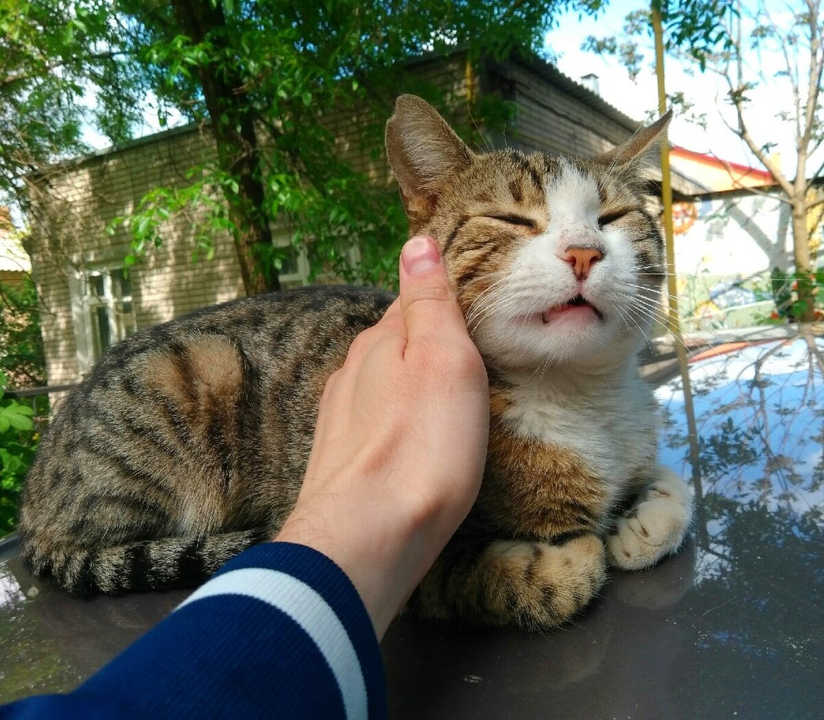 Он был слегка сонный, но сразу начал мурчать,совсем меня не испугался)