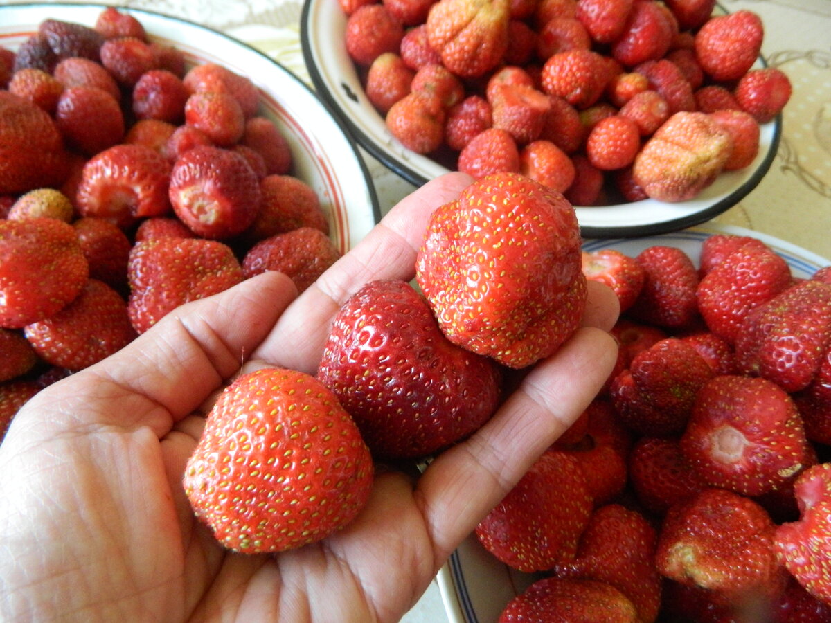 Прекрасная созревала клубничка