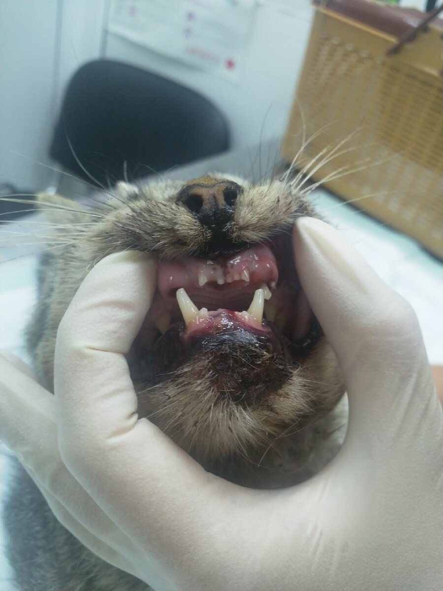 Котик Тайсон в клинике "Друг" Пермь. Котик из приюта Чернушки, после ДТП